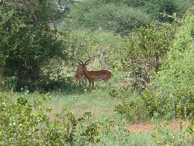 Impalas im Tsavo East Nationalpark