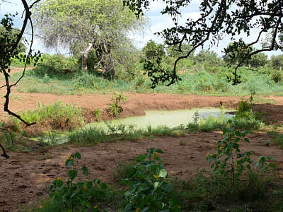 Wasserloch im Tsavo East Nationalpark