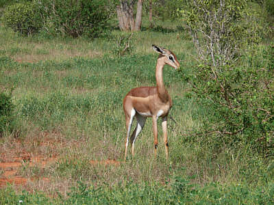 Gerenuk im Tsavo East Nationalpark