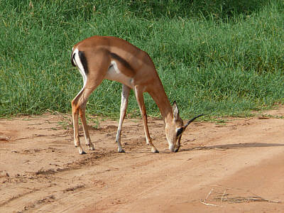 Grantgazelle im Tsavo East Nationalpark