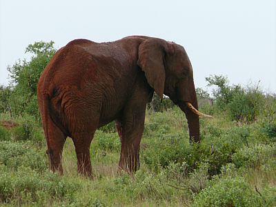 Elefantenbulle im Tsavo East Nationalpark