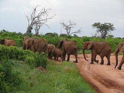 Elefanten im Tsavo East Nationalpark