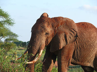 Elefant im Tsavo East Nationalpark