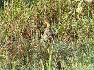 Gelbkehlfrankolin im Tsavo East Nationalpark