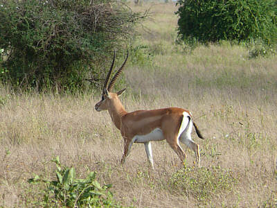 Grantgazellenbock im Tsavo East Nationalpark