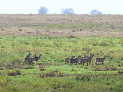 Wasserbcke im Tsavo East Nationalpark