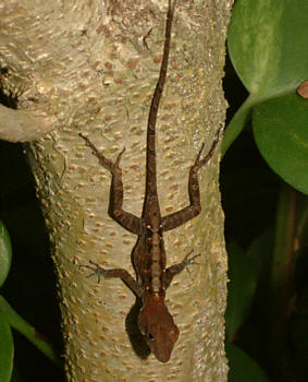 Gecko im Mangrovendschungel