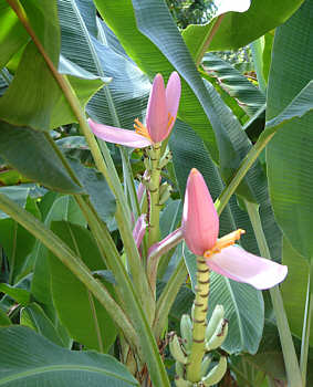 zu den Bananengewchsen 'Musaceae' gehrende Pflanze mit schnen lila Blten