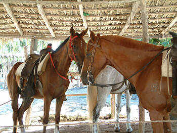 Auf der 'Pferderanch': die Tiere warten gesattelt und gezumt im Schatten des Palmdaches