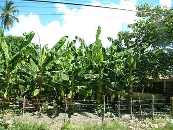 Bananenplantage auf dem Rckweg von Higey