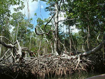 Bootsfahrt durch Kanle im Mangrovendschungel