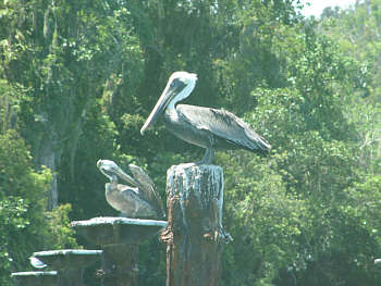 Pelikane in Los Haitises