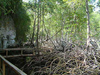Mangrovendschungel vor dem zweiten Hhlensystem