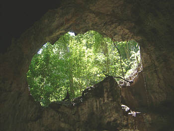Ein 'Fenster' mit Blick in den Dschungel