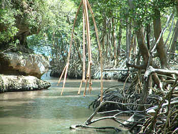 Bootsfahrt durch Kanle im Mangrovendschungel