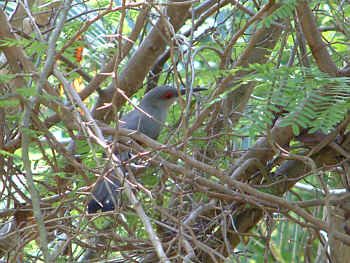 Vogel im Palmenwald