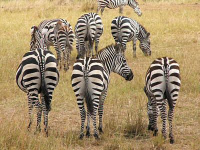 Zebras im Masai Mara National Reserve