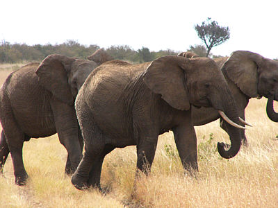 Elefanten im Masai Mara National Reserve