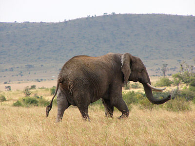 Elefant im Masai Mara National Reserve