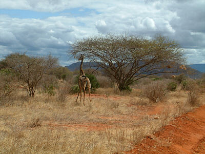Fliehende Maasaigiraffe im Tsavo East Nationalpark