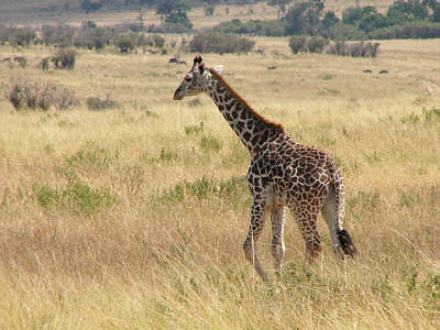 Maasaigiraffen-Baby im Masai Mara National Reserve
