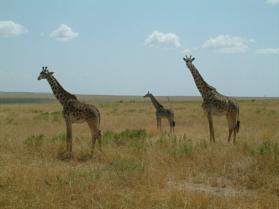 Giraffen im Masai Mara National Reserve