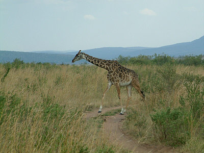 Maasaigiraffe im Masai Mara National Reserve