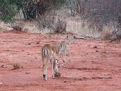 Weibliche Impalas im Amboseli Nationalpark