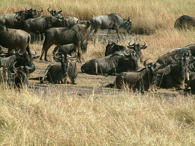 Ruhende Gnuherde im Masai Mara National Reserve