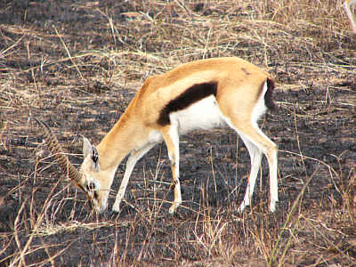 Thomsongazelle im Masai Mara National Reserve