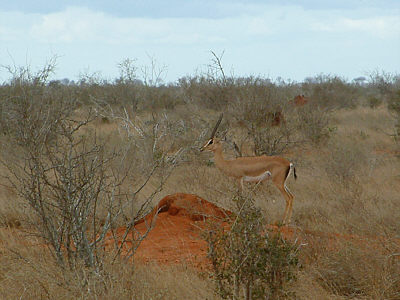 Grantgazellenbock im Tsavo East Nationalpark