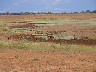 Oryx-Antilopen am Aruba Damm im Tsavo East Nationalpark