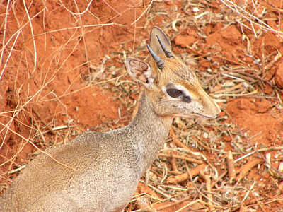 Ein mnnliches Dikdik im Tsavo East Nationalpark