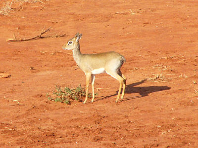 Ein weibliches Dikdik im Tsavo East Nationalpark
