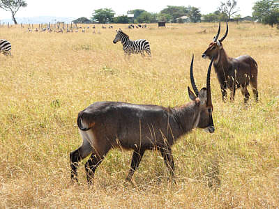 Zwei mnnliche Defassa-Wasserbcke, Zebras und Geier im Masai Mara National Reserve, im Hintergrund Gebude der Keekorok Lodge