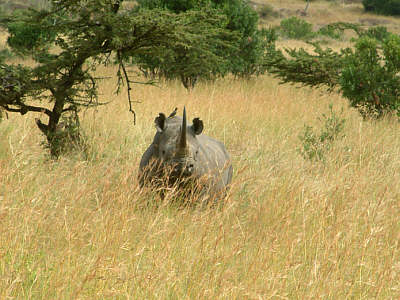 Madenhacker auf einem Nashorn (Masai Mara National Reserve)