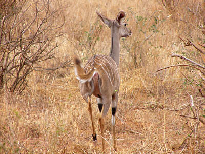 Kleiner Kudu (Weibchen) im Tsavo West Nationalpark