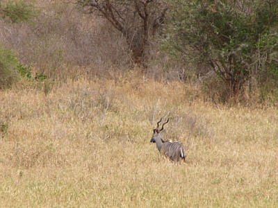 Kleiner Kudu (Mnnchen) im Tsavo West Nationalpark