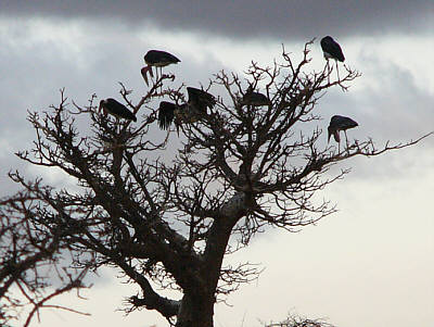 Marabus machen es sich auf ihrem Schlafbaum gemtlich (Tsavo East Nationalpark)