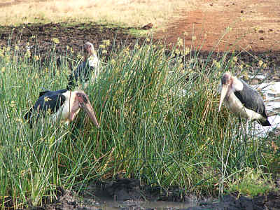 Marabus auf Beutesuche im Tsavo East Nationalpark