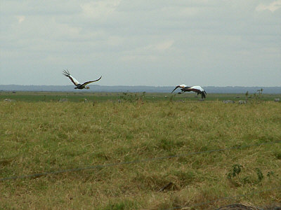 Zwei Kronenkraniche im Amboseli Nationalpark