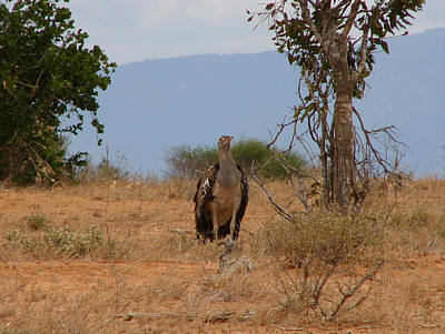 Eine Riesentrappe im Tsavo East Nationalpark