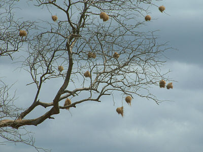 Ein Baum mit Webervogelnestern im Tsavo West Nationalpark