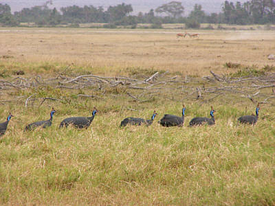 Helmperlhhner im Amboseli Nationalpark