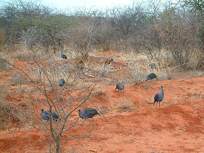 Geierperlhhner im Tsavo West Nationalpark