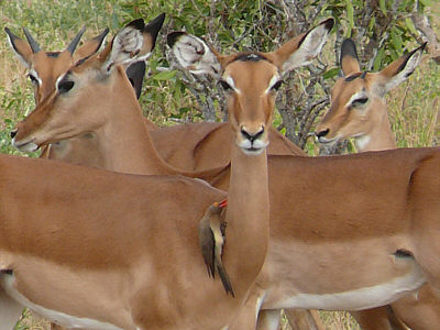 Rotschnabel-Madenhacker am Hals einer Impala im Tsavo East Nationalpark
