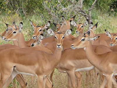 Weibliche Impalas im Tsavo East Nationalpark
