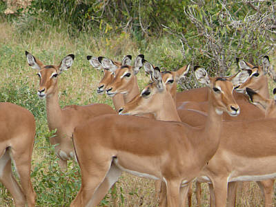 Weibliche Impalas im Tsavo East Nationalpark