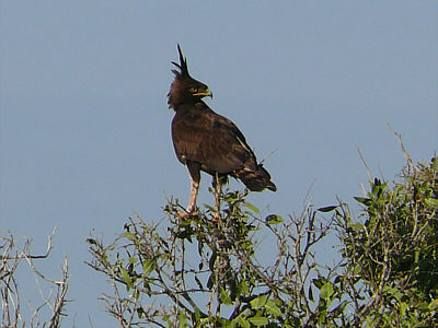 Schopfadler im Tsavo East Nationalpark