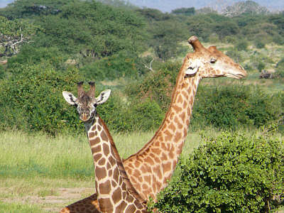 Giraffen im Tsavo East Nationalpark